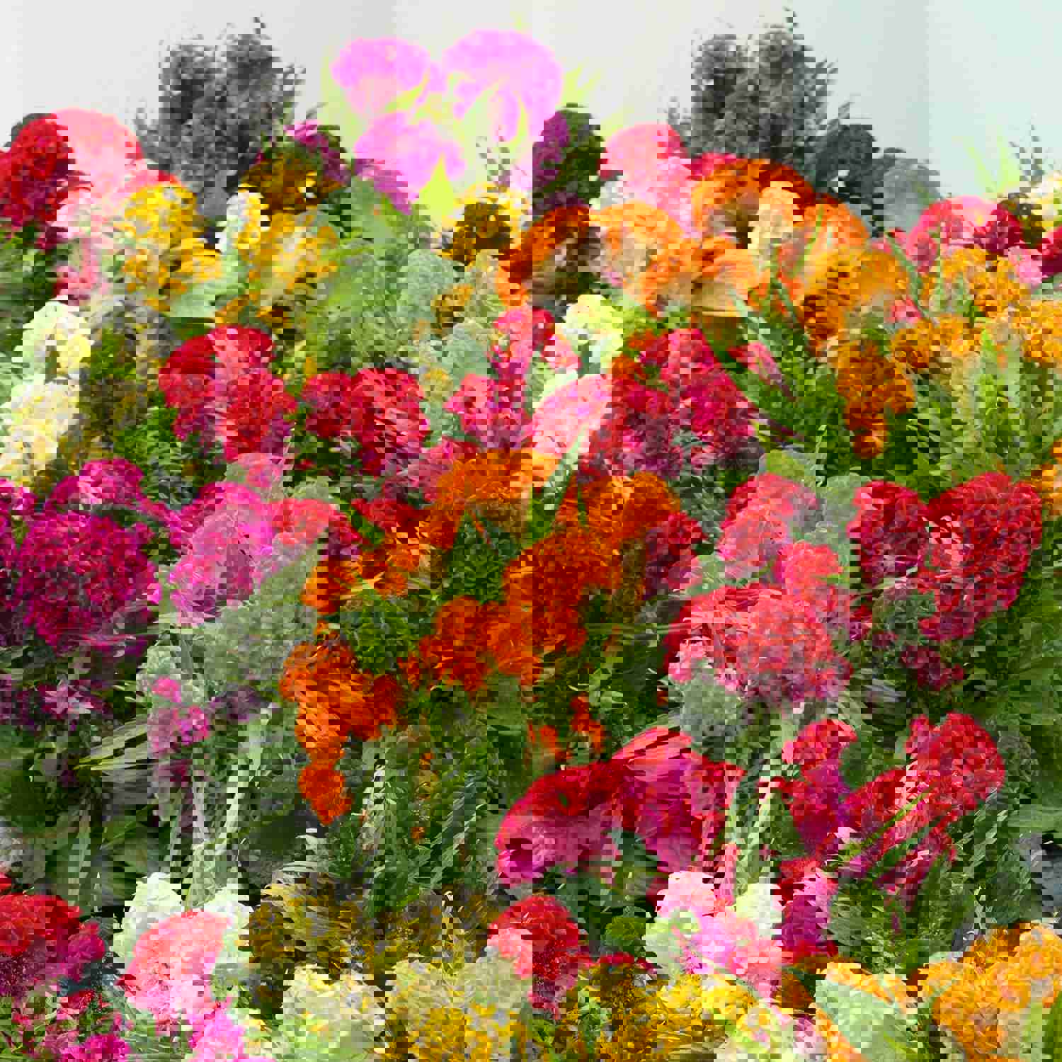 200 Celosia Supercrest Flower Seeds - Multicolor Summer Garden Seeds