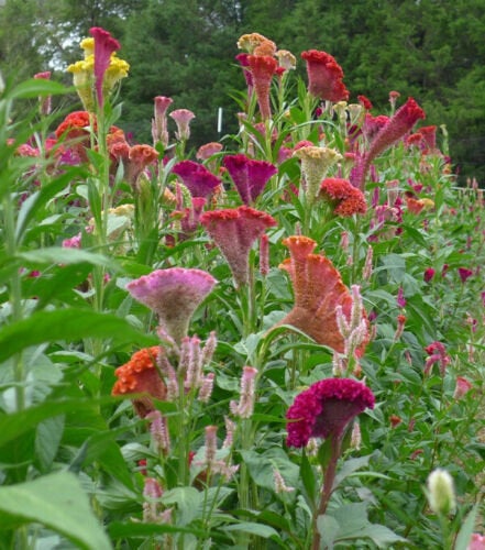 200 Celosia Supercrest Flower Seeds - Multicolor Summer Garden Seeds
