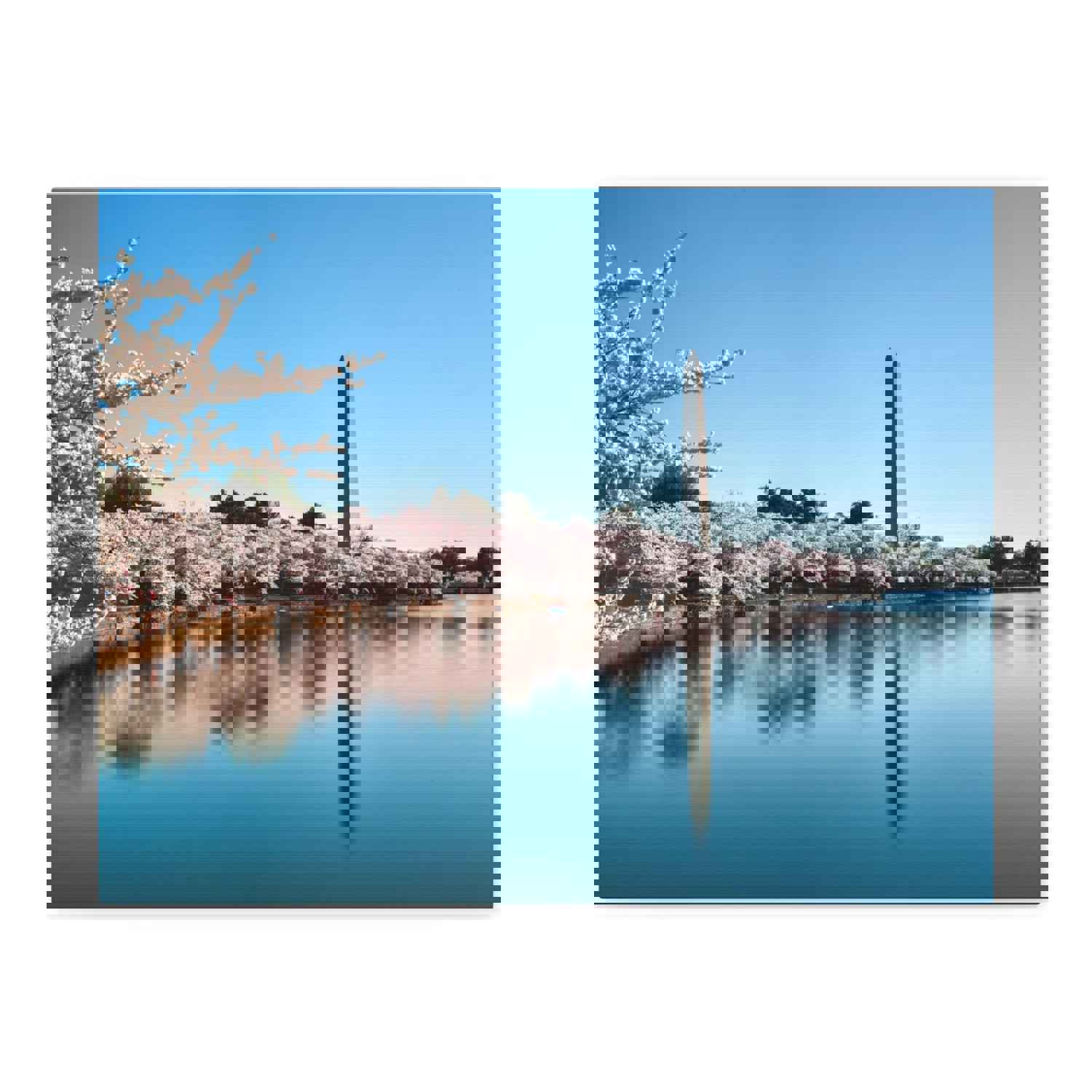 Cherry Blossom Festival at The National Mall Washington Modern Multicolor Scenic Nature Photography Canvas Home Office Decor Ready to Hang