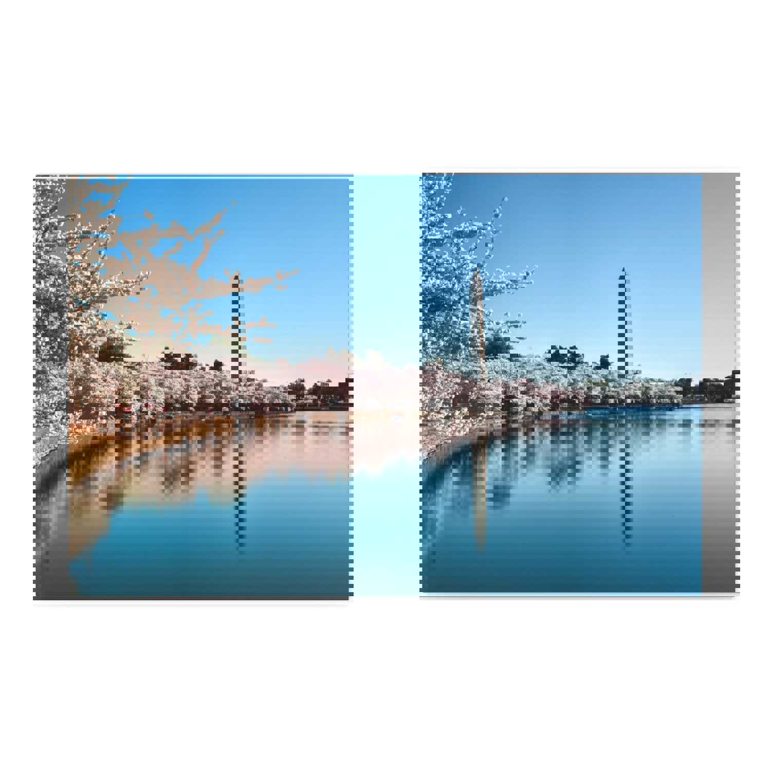 Cherry Blossom Festival at The National Mall Washington Modern Multicolor Scenic Nature Photography Canvas Home Office Decor Ready to Hang