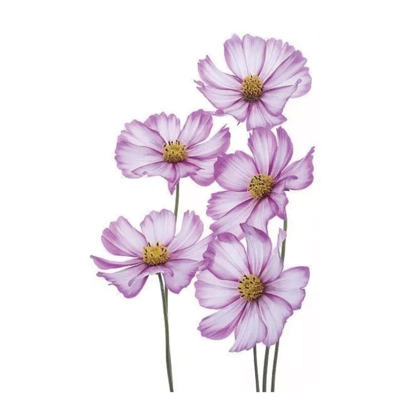 Qfdian Black Rose Temporary Tattoo Sticker - Realistic Fake Tattoo for Parties & Festivals