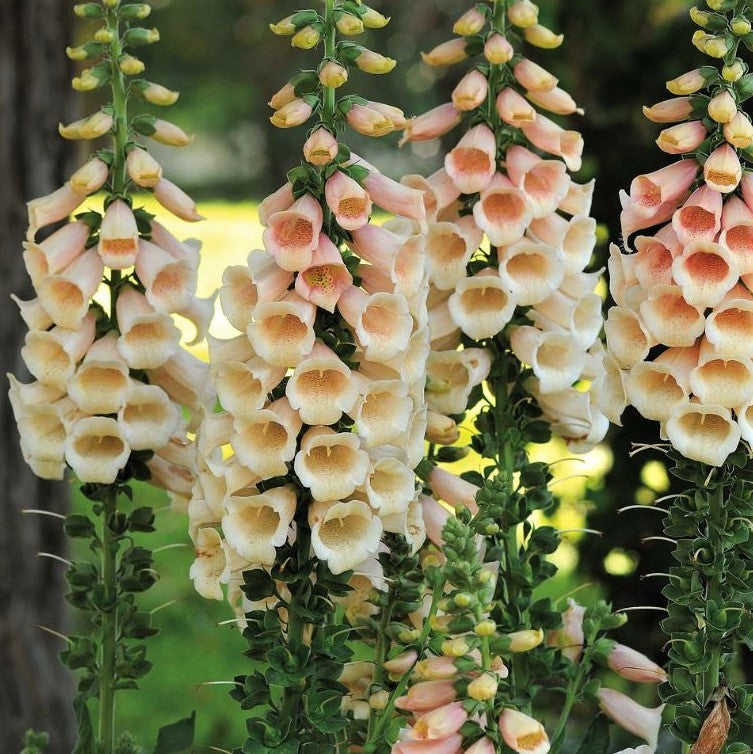 200 Peach Surprise Foxglove Flower Seeds for Vibrant Garden Blooms