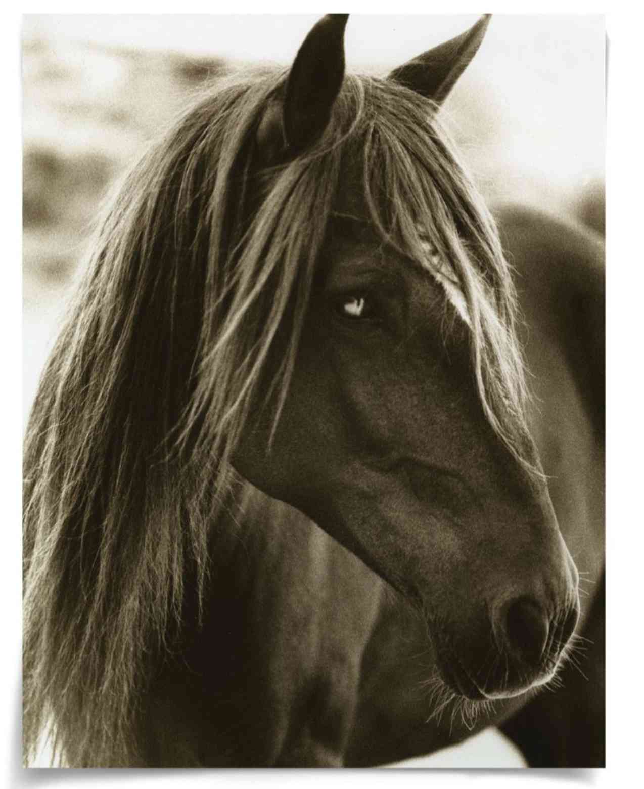 Natural Curiosities Hyden Horses Pensive Art - Black and White Wildlife Print