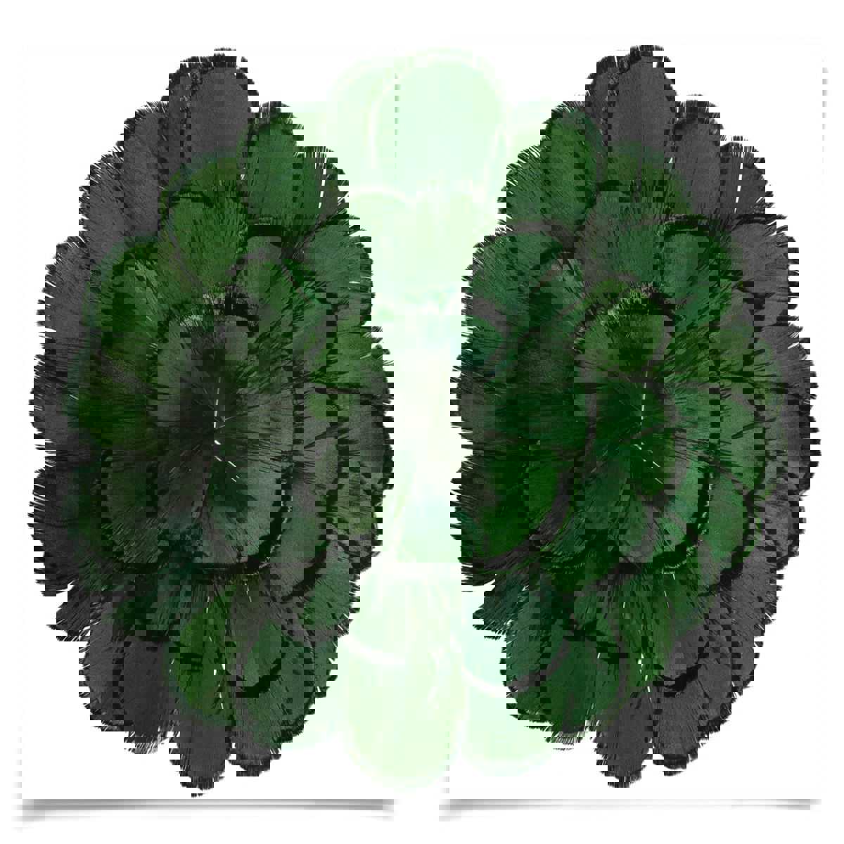 Natural Curiosities Queen Victoria Feathers 3 Art, Green - Elegant Floral Feather Wall Decor