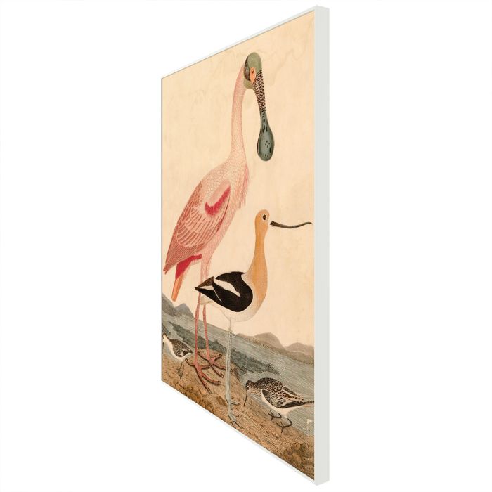 Natural Curiosities Warnicke Spoonbill Art - Vintage Bird Illustration