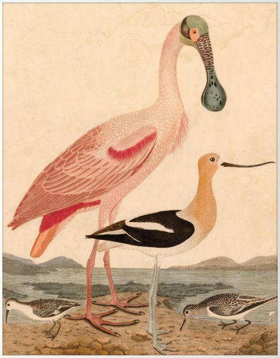 Natural Curiosities Warnicke Spoonbill Art - Vintage Bird Illustration