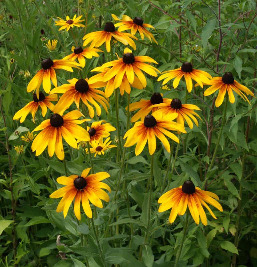 500 Gloriosa Rudbeckia Flower Seeds
