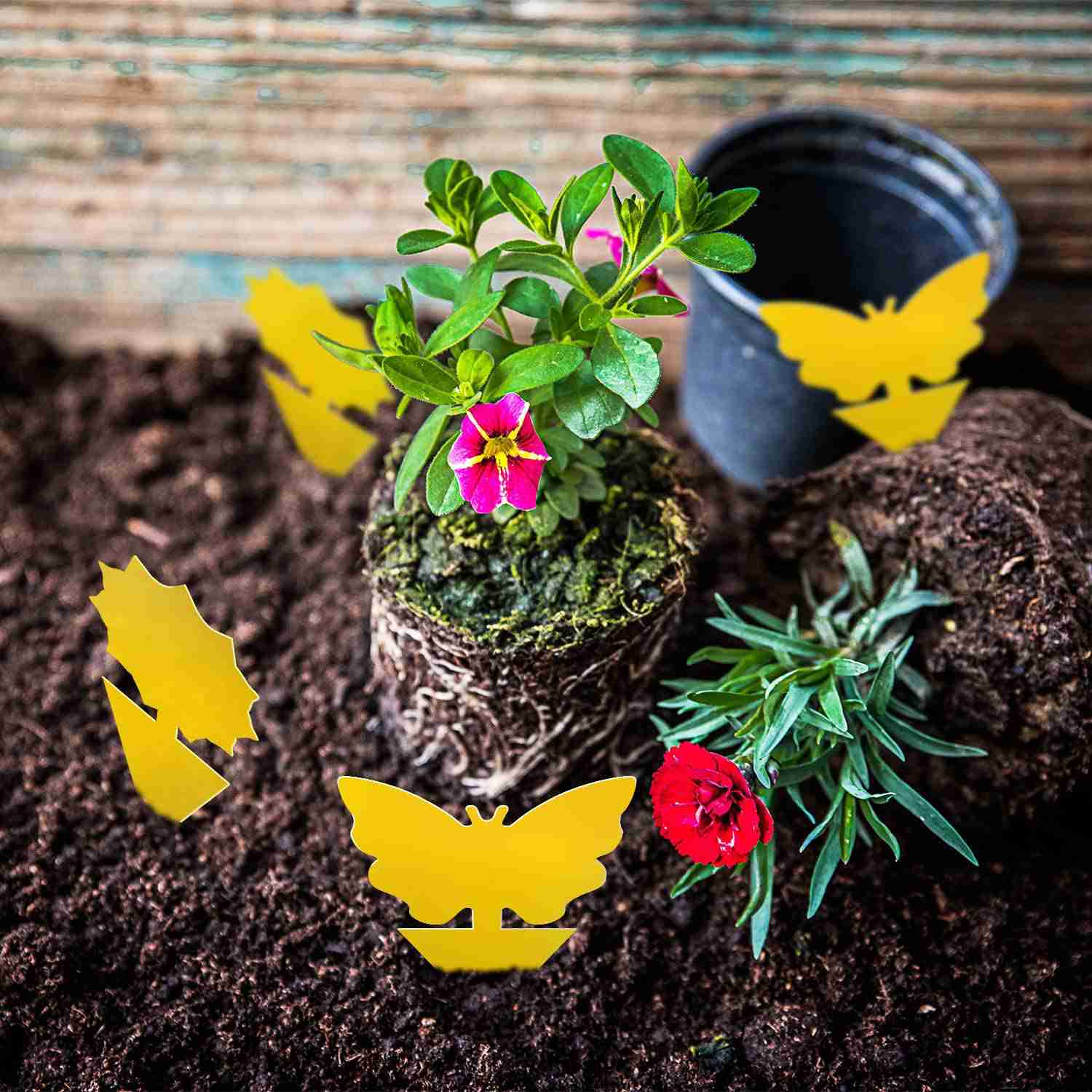 Mosqueda Fruit Fly Traps - 36 Pack Non-Toxic Yellow Sticky Bug Traps for Indoor & Outdoor Use