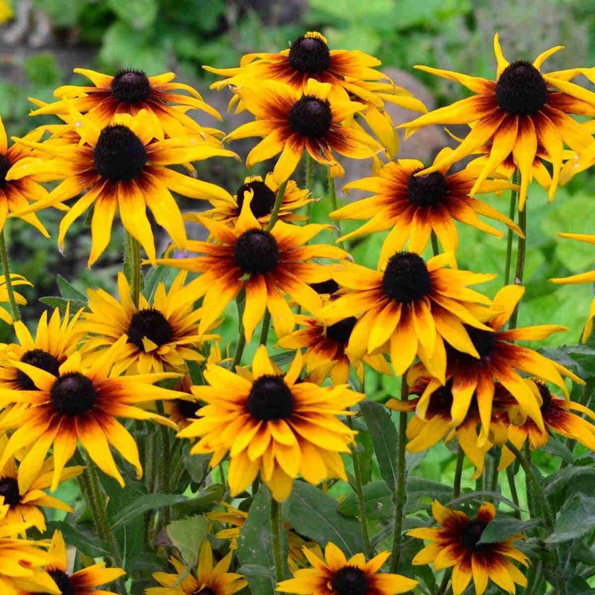 500 Gloriosa Rudbeckia Flower Seeds