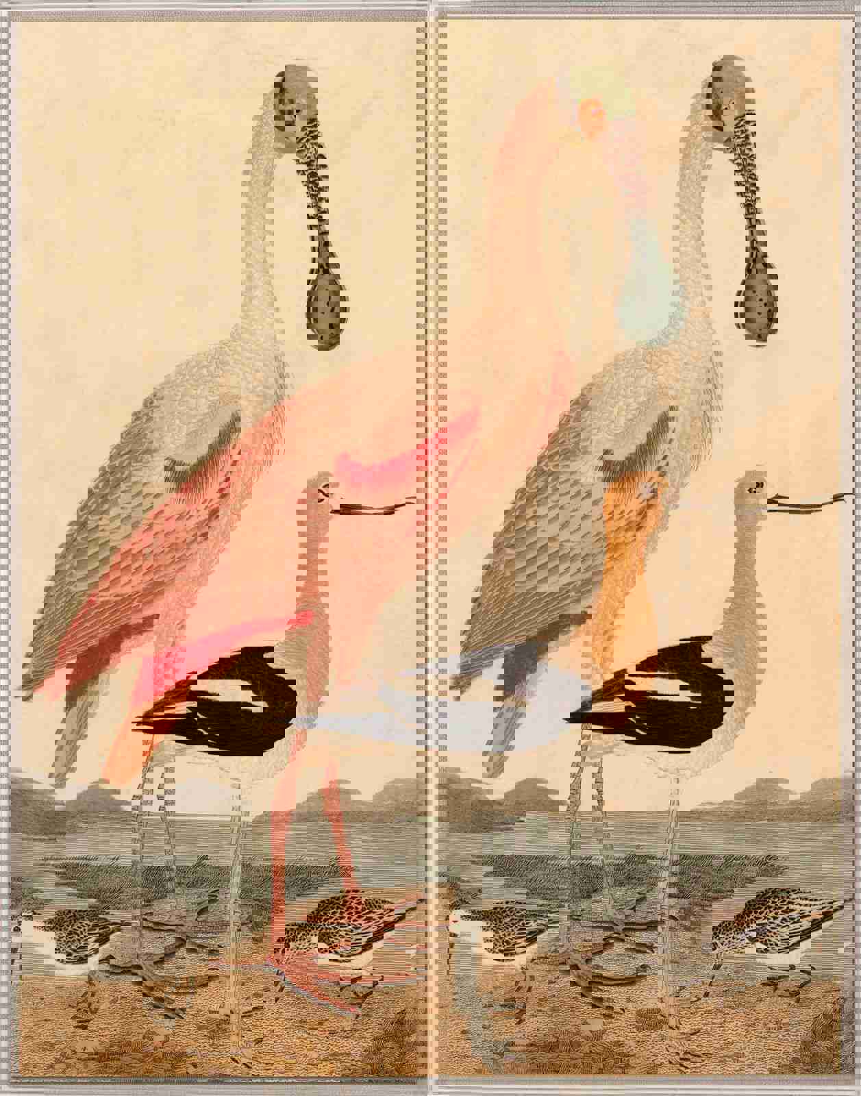 Natural Curiosities Warnicke Spoonbill Art - Vintage Bird Illustration