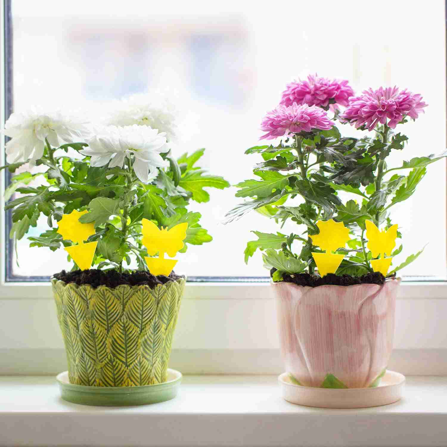 Mosqueda Fruit Fly Traps - 36 Pack Non-Toxic Yellow Sticky Bug Traps for Indoor & Outdoor Use
