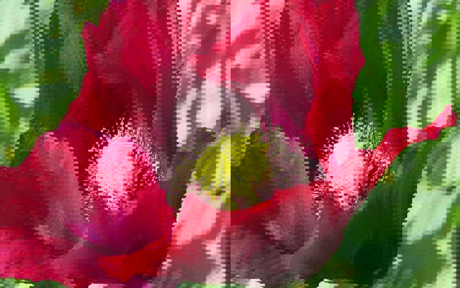 300 Pepperbox Poppy Flower Seeds