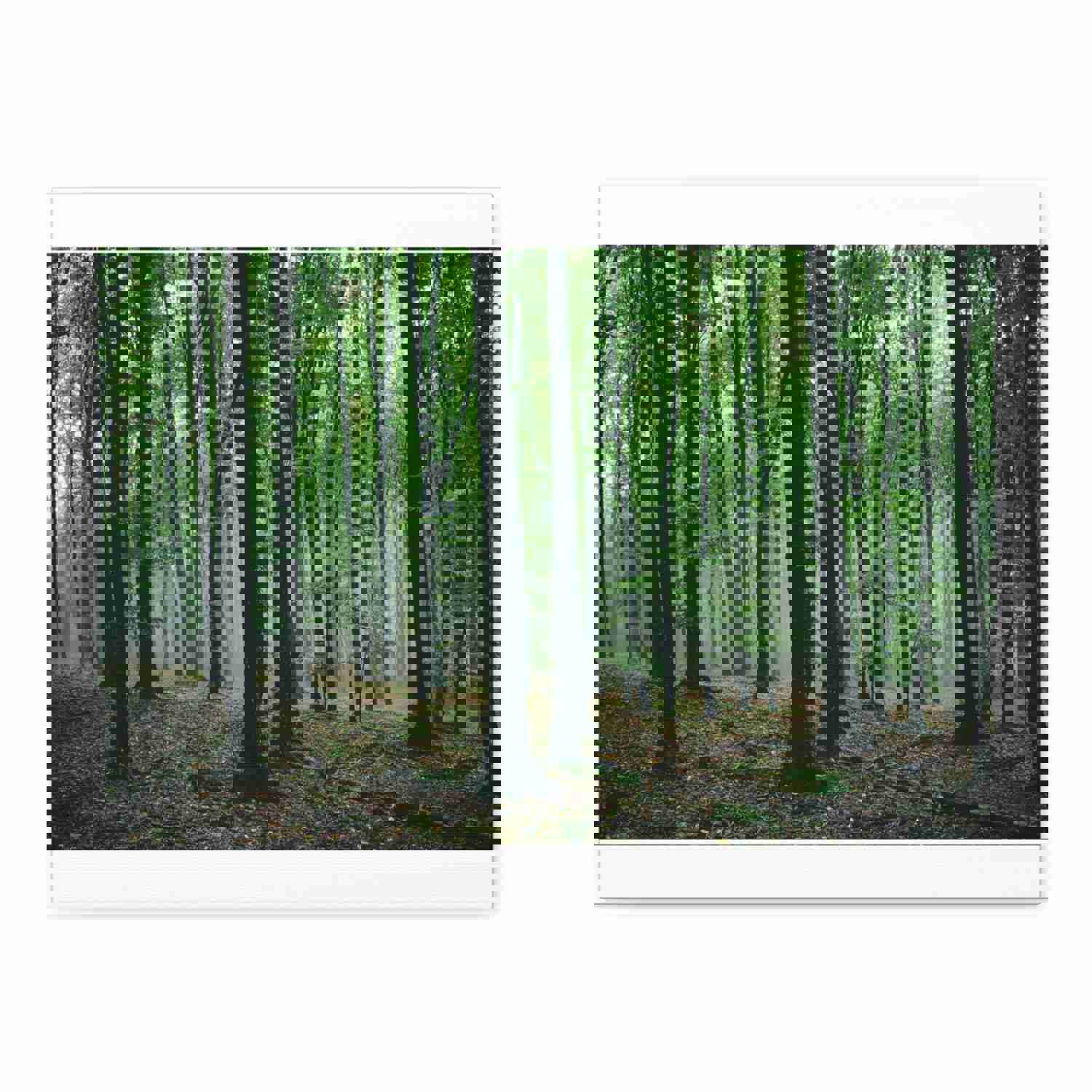 Misty Green Pine Tree Forest Nature Wilderness Photography Canvas Wall Art
