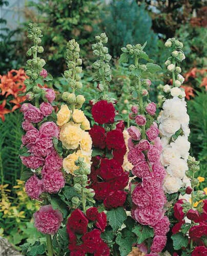 50 Summer Carnival Hollyhock Flower Seeds - Mixed Colors (Alcea Rosea)