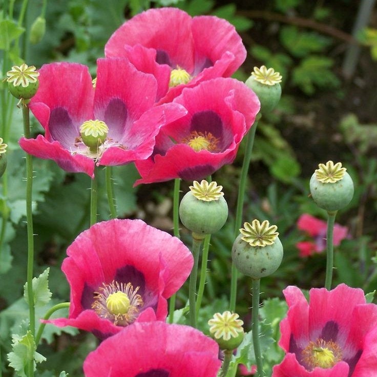 300 Pepperbox Poppy Flower Seeds