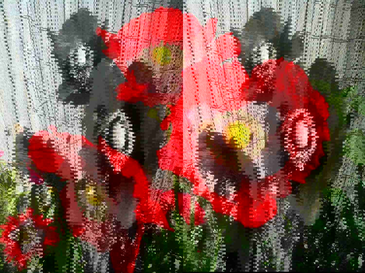 300 Pepperbox Poppy Flower Seeds