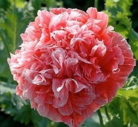 500 Salmon Double Peony Poppy Flower Seeds for Vibrant Spring Blooms