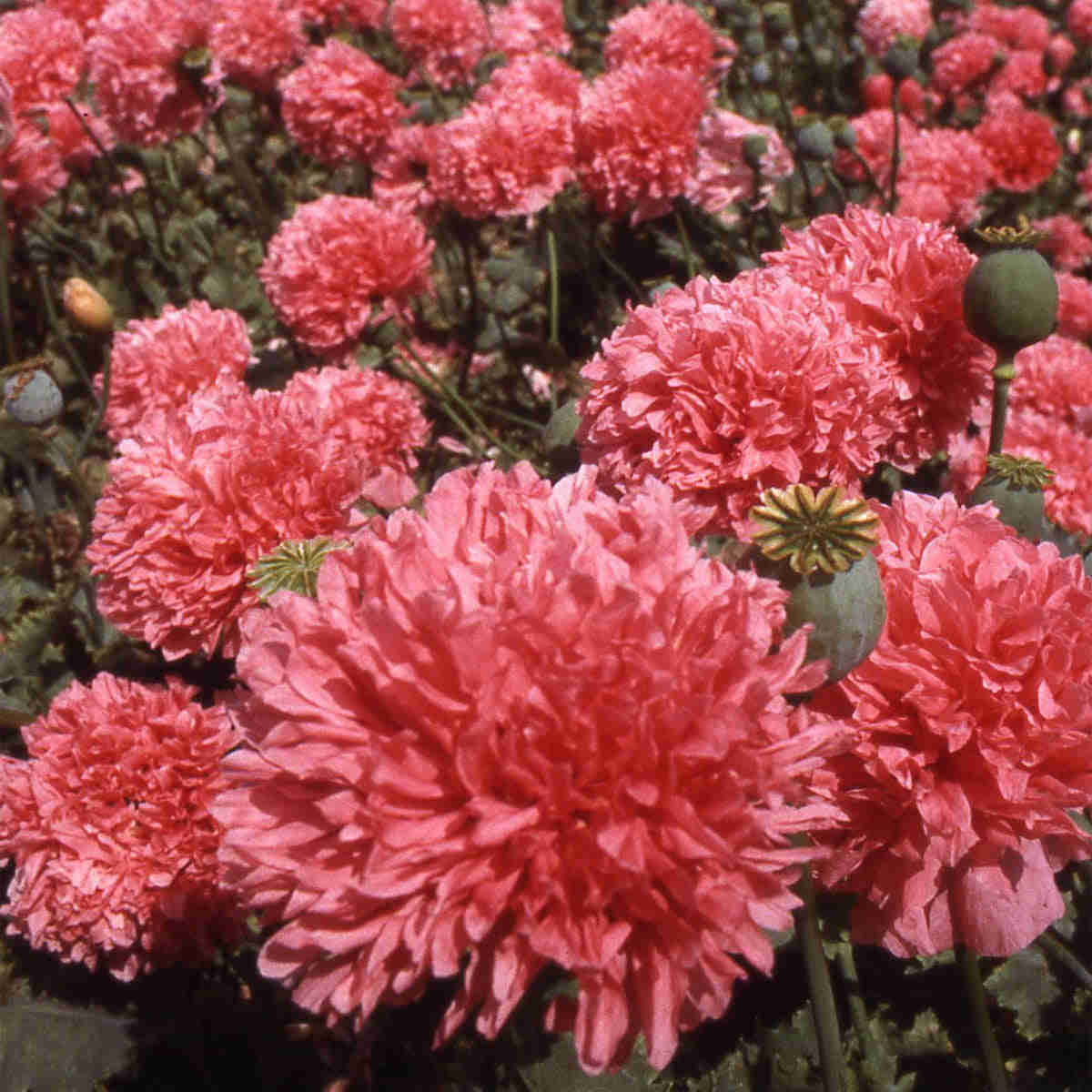 500 Salmon Double Peony Poppy Flower Seeds for Vibrant Spring Blooms