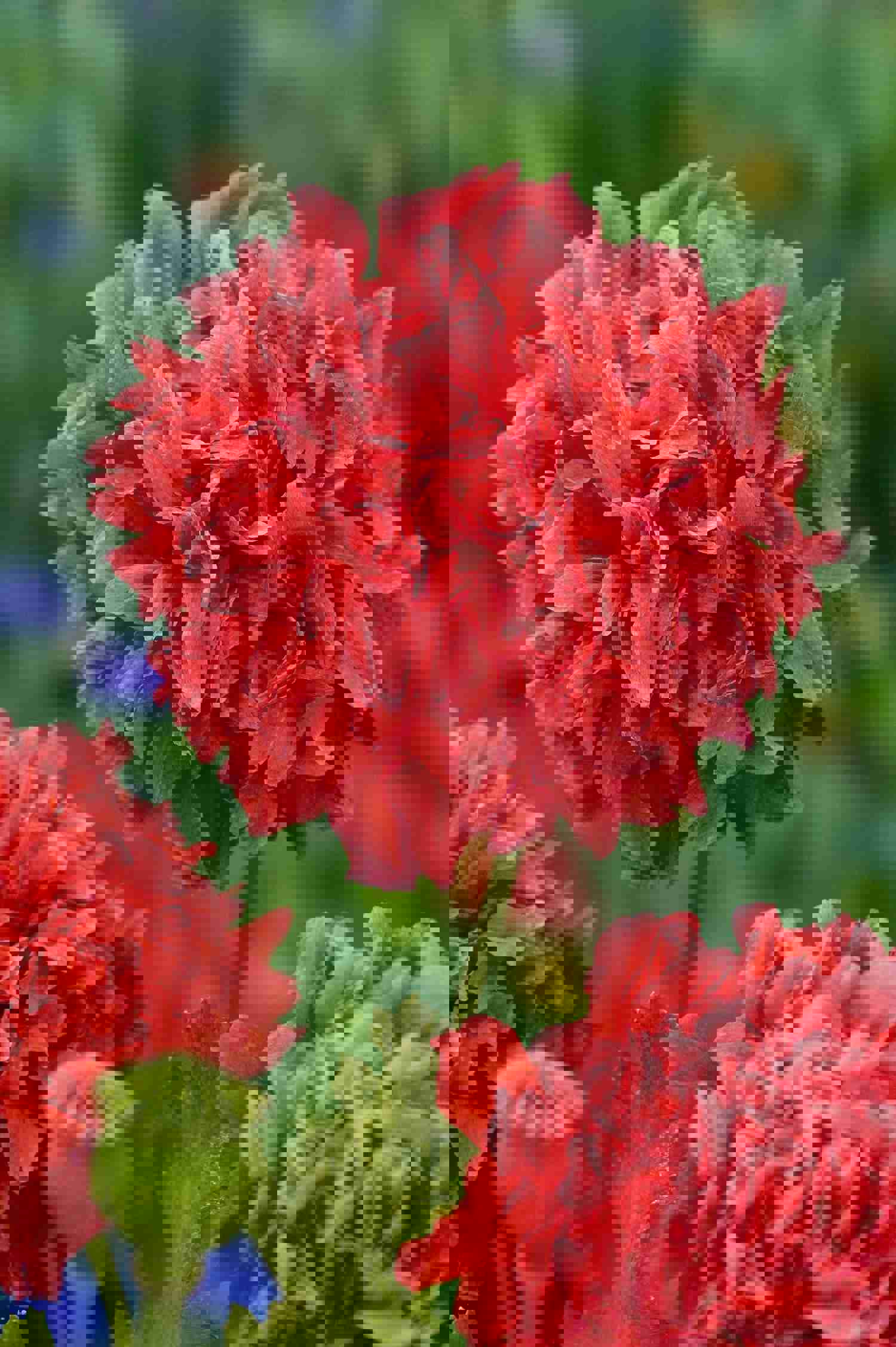 500 Salmon Double Peony Poppy Flower Seeds for Vibrant Spring Blooms