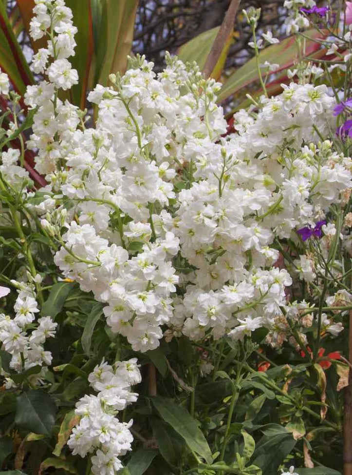 50 White Stock Flower Seeds (Matthiola Incana)