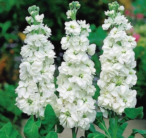 50 White Stock Flower Seeds (Matthiola Incana)