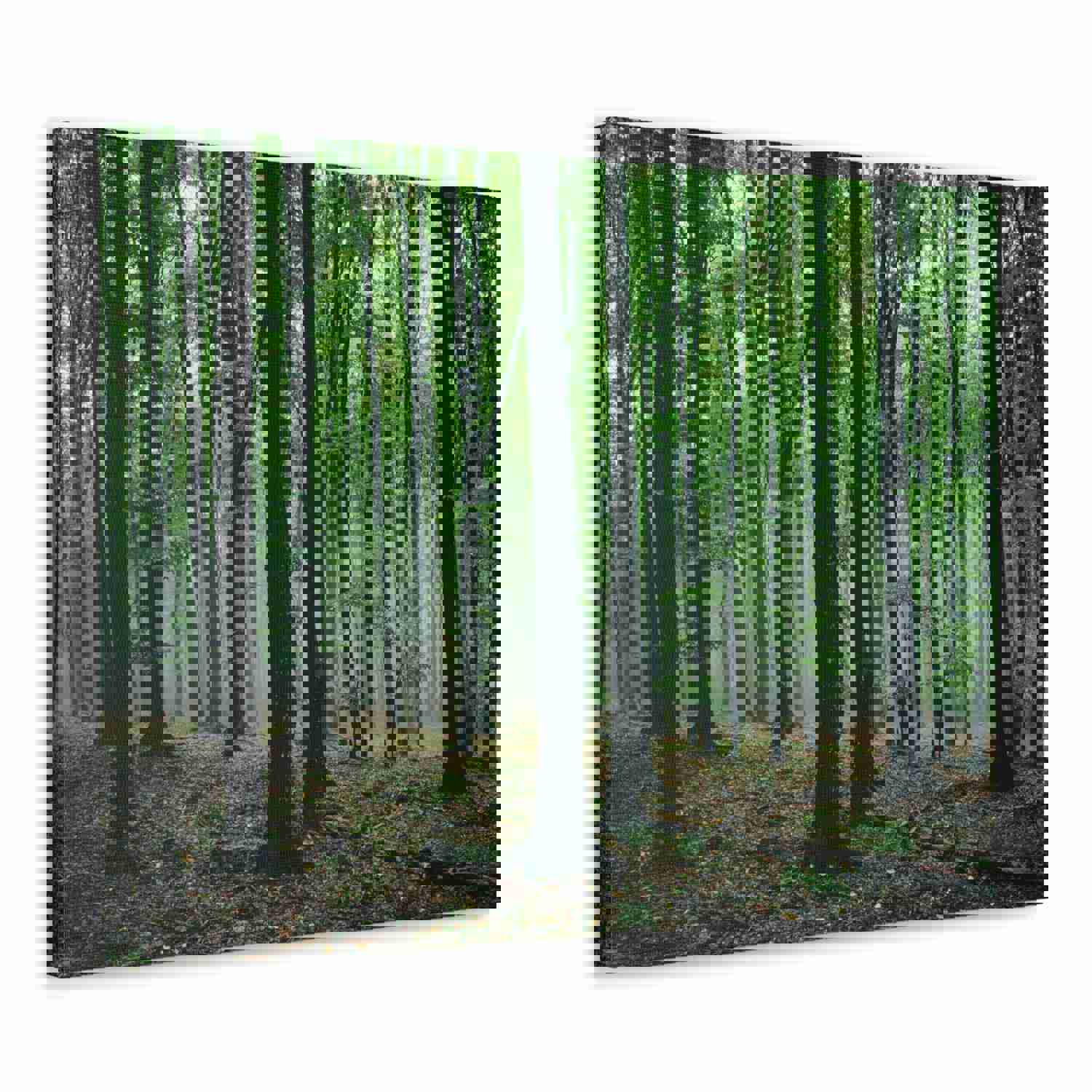Misty Green Pine Tree Forest Nature Wilderness Photography Canvas Wall Art