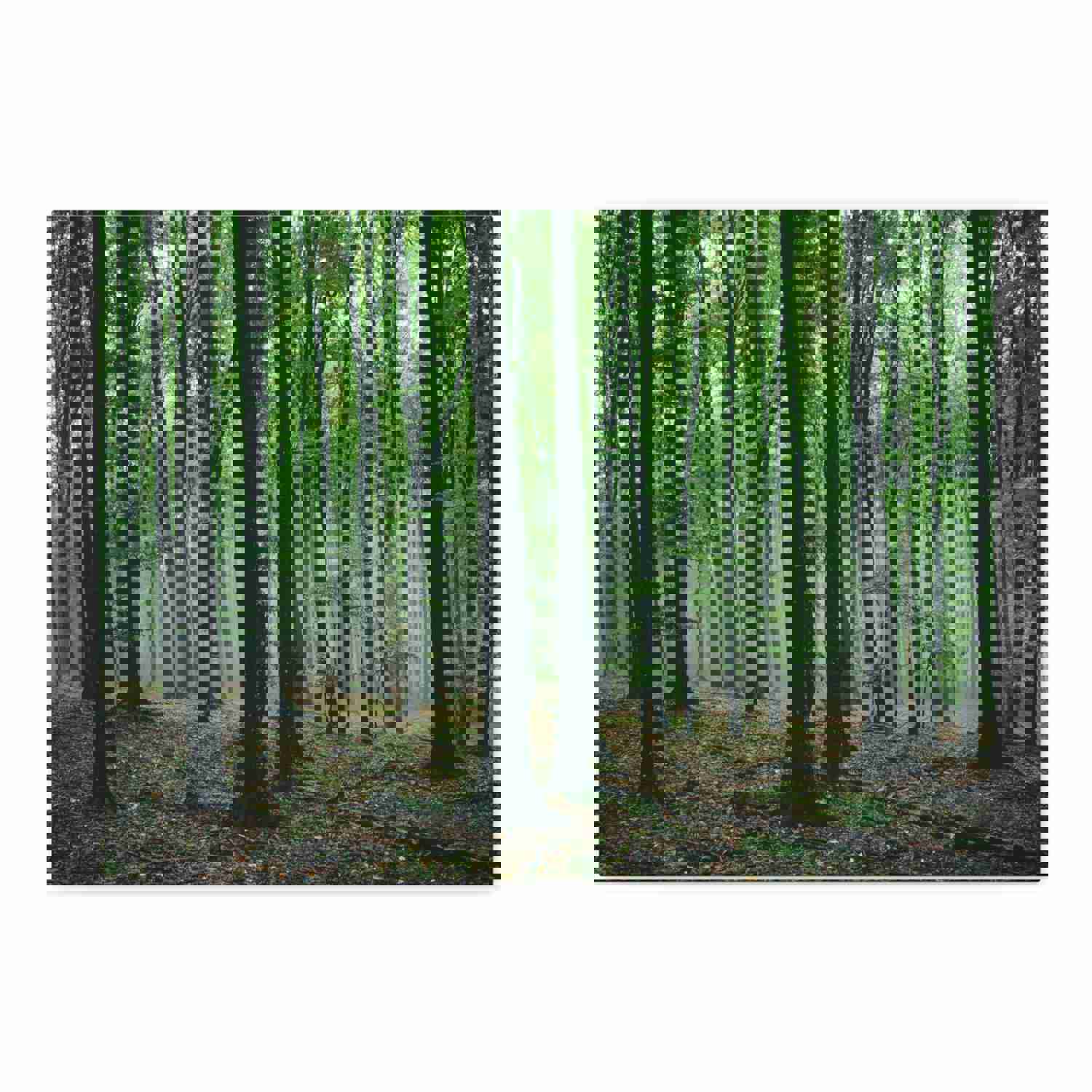 Misty Green Pine Tree Forest Nature Wilderness Photography Canvas Wall Art
