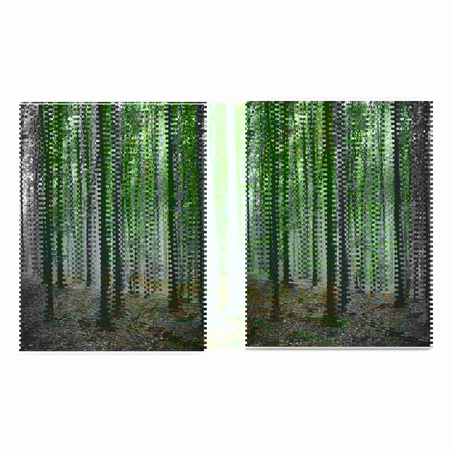 Misty Green Pine Tree Forest Nature Wilderness Photography Canvas Wall Art