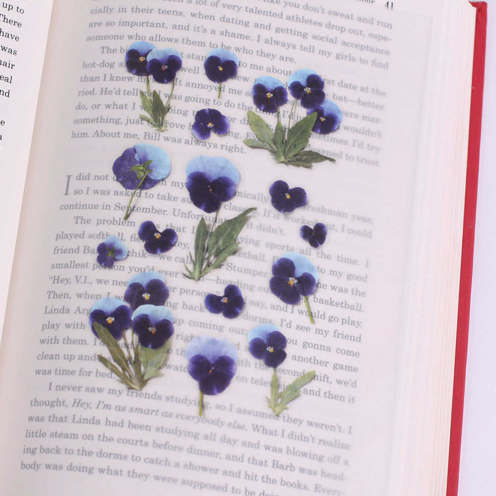 Pressed Flower Sticker Pansy