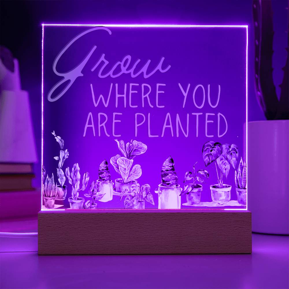 Grow Where You Are Planted - Funny Plant Acrylic with LED Night Light - Indoor Home Garden Decor - Perfect Gift for Plant Lovers