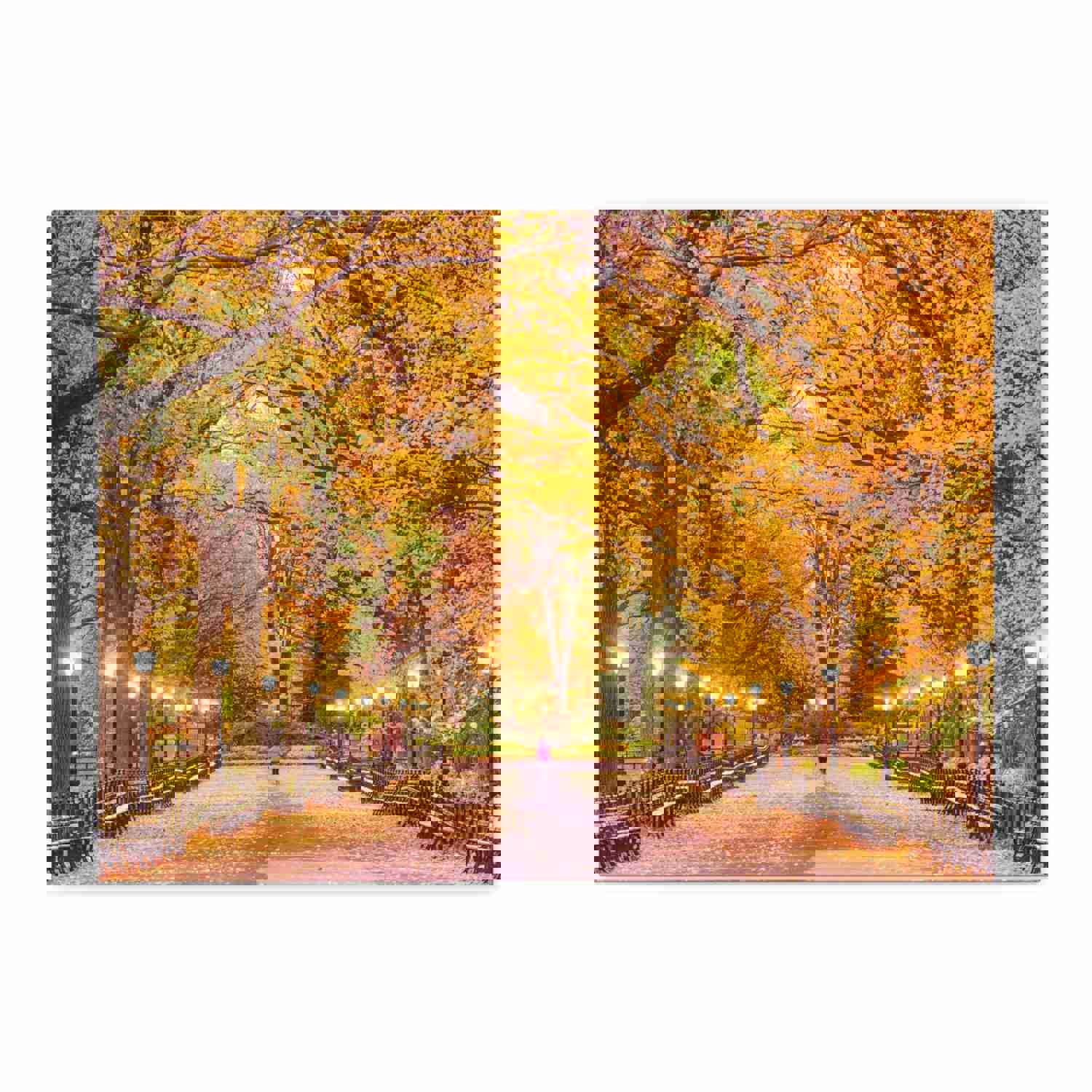 Orange Tree Autumn Park Nature Wilderness Photography Canvas Wall Art for Home Decor