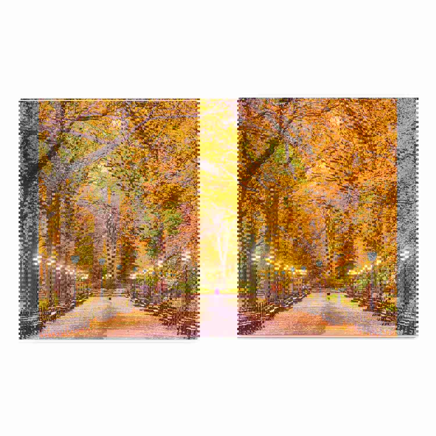 Orange Tree Autumn Park Nature Wilderness Photography Canvas Wall Art for Home Decor