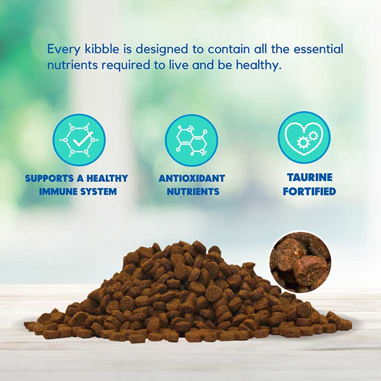 Lucy Pet Salmon, Pumpkin & Quinoa Dry Cat Food - Grain-Free Formula for Digestive Health