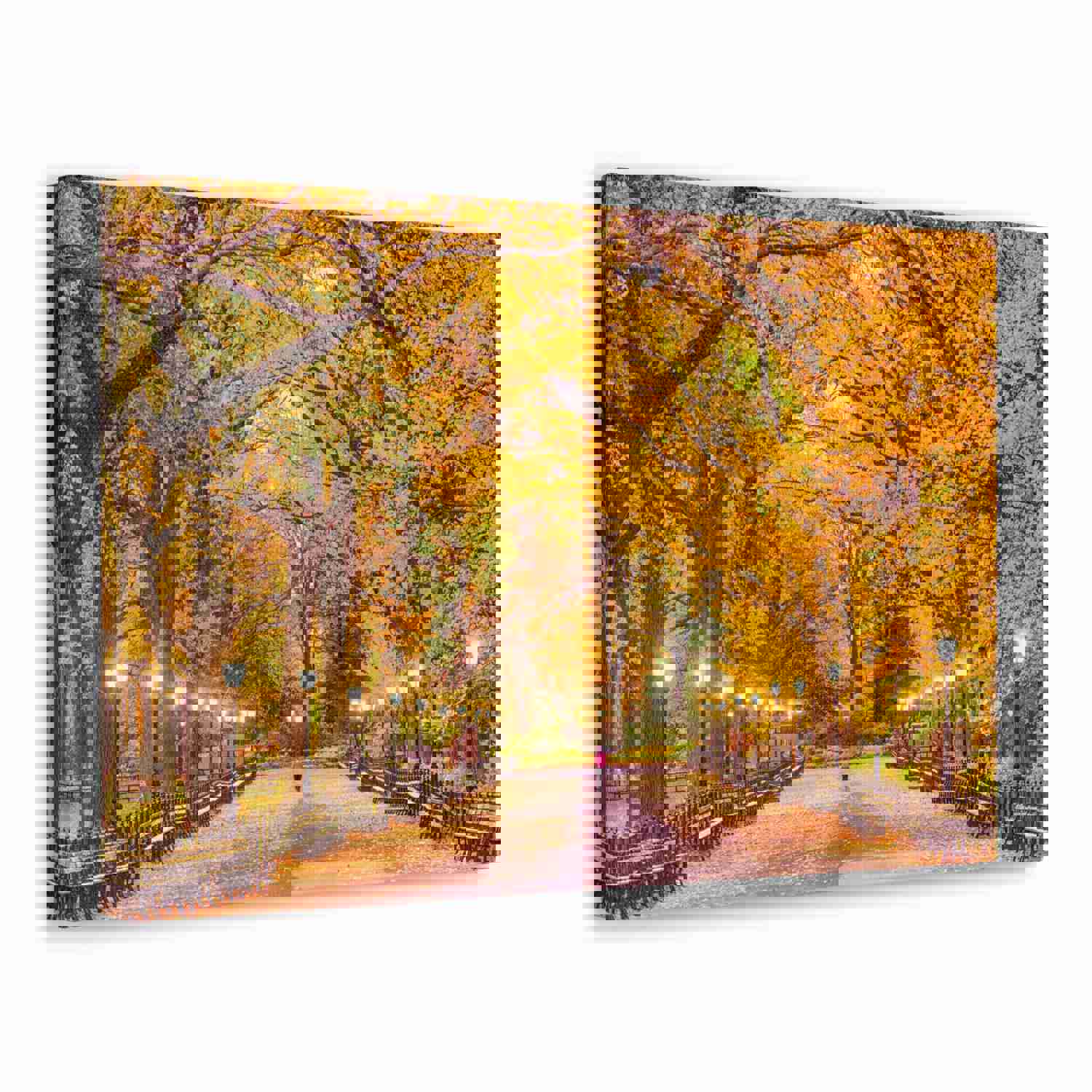 Orange Tree Autumn Park Nature Wilderness Photography Canvas Wall Art for Home Decor