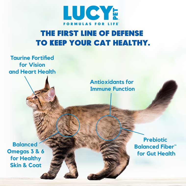 Lucy Pet Salmon, Pumpkin & Quinoa Dry Cat Food - Grain-Free Formula for Digestive Health