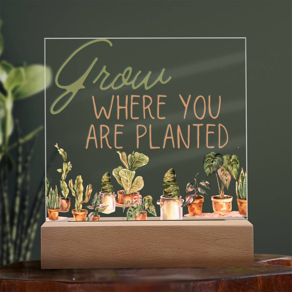 Grow Where You Are Planted - Funny Plant Acrylic with LED Night Light - Indoor Home Garden Decor - Perfect Gift for Plant Lovers