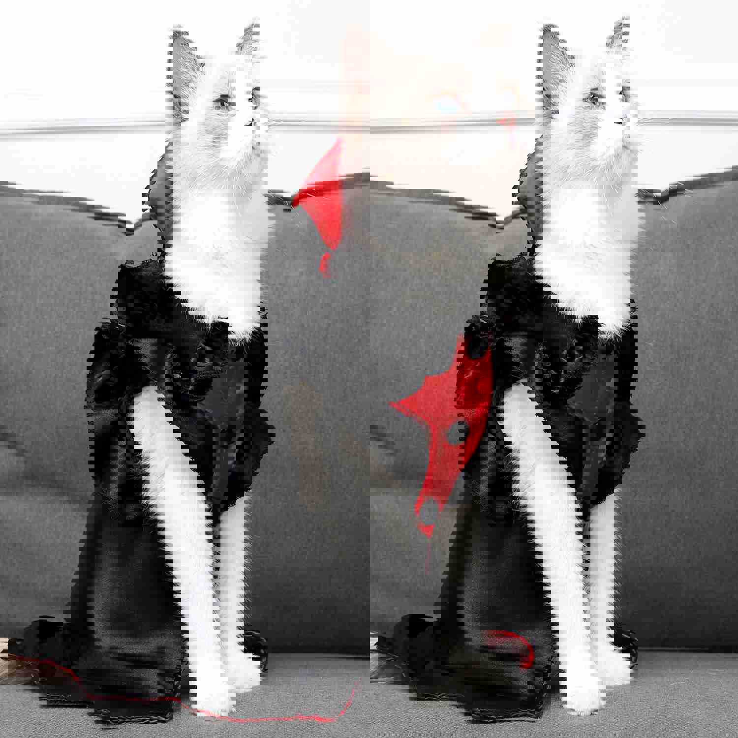 Halloween Pet Vampire Costume for Cats and Dogs - Funny Photo Props