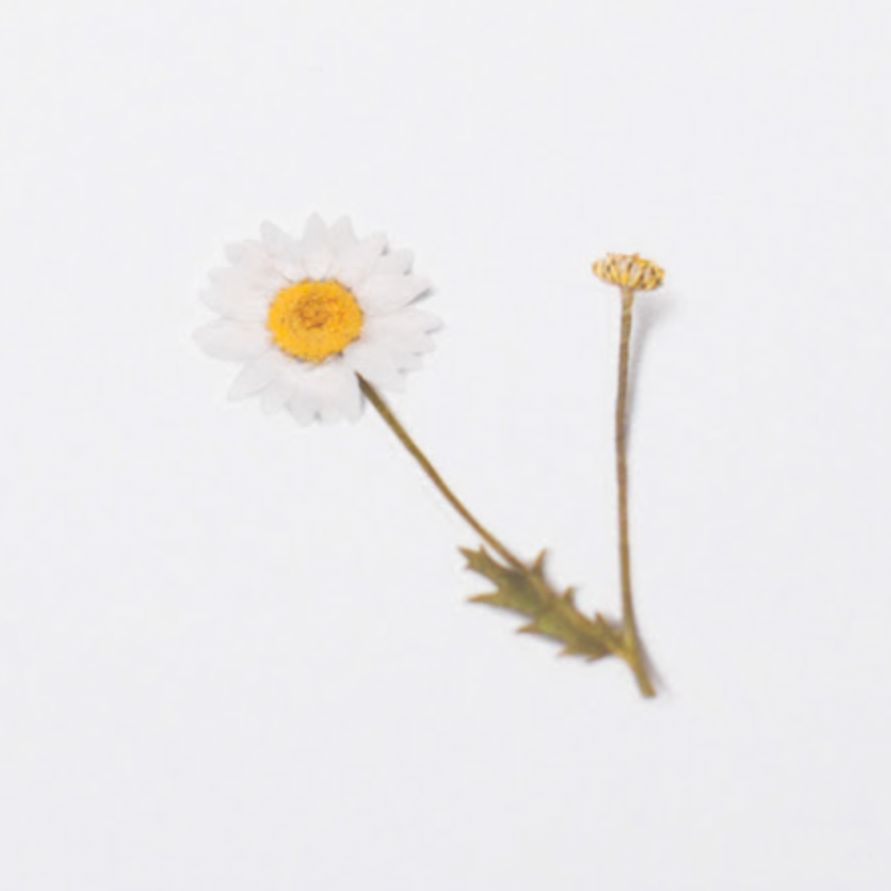 Appree Pressed Flower Stickers - Daisy