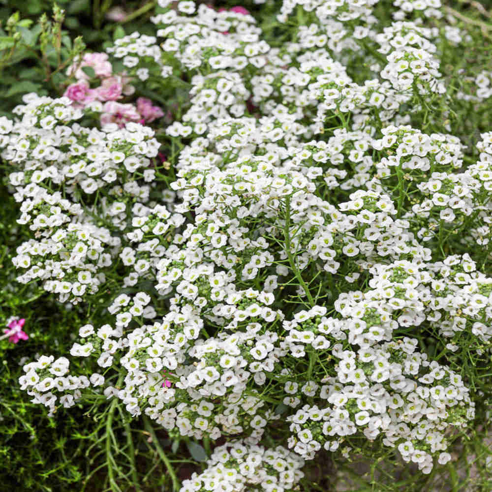 500 Tall White Alyssum Flower Seeds - Lobularia Maritima
