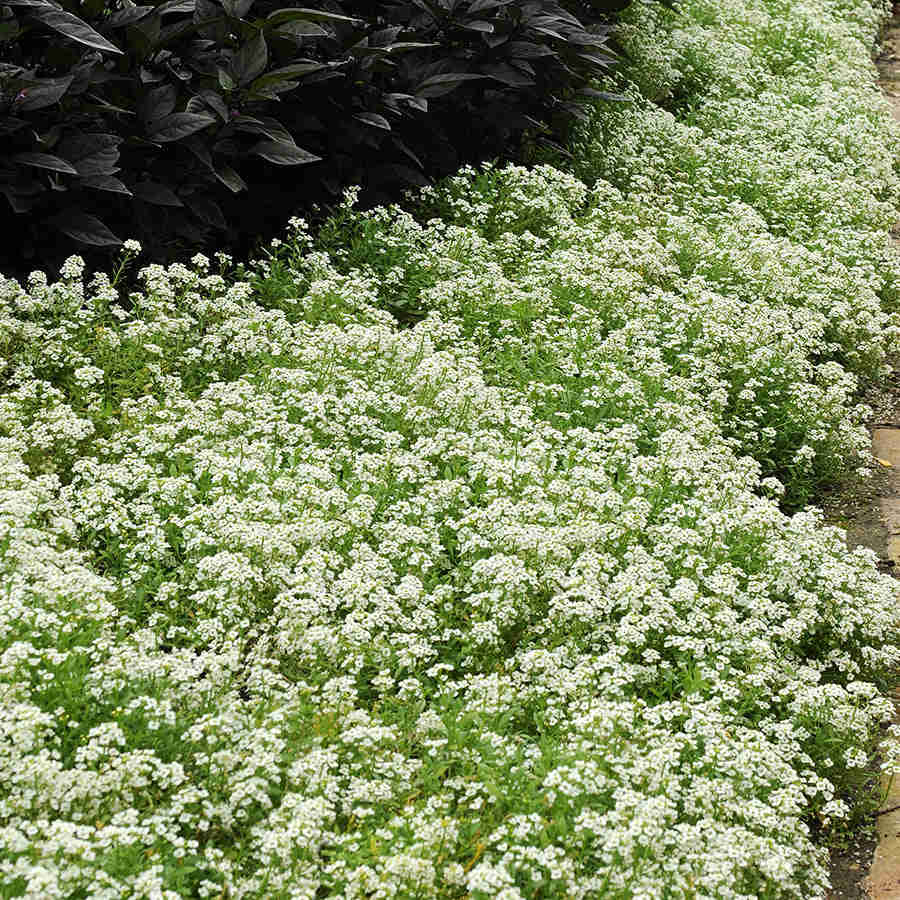 500 Tall White Alyssum Flower Seeds - Lobularia Maritima