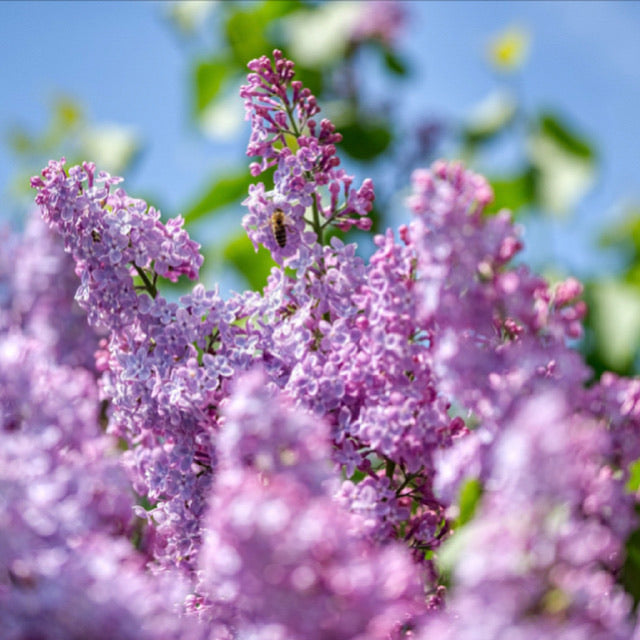 Fresh Cut Lilacs - Two Growers Bunches - Perfect for Spring and Mother’s Day