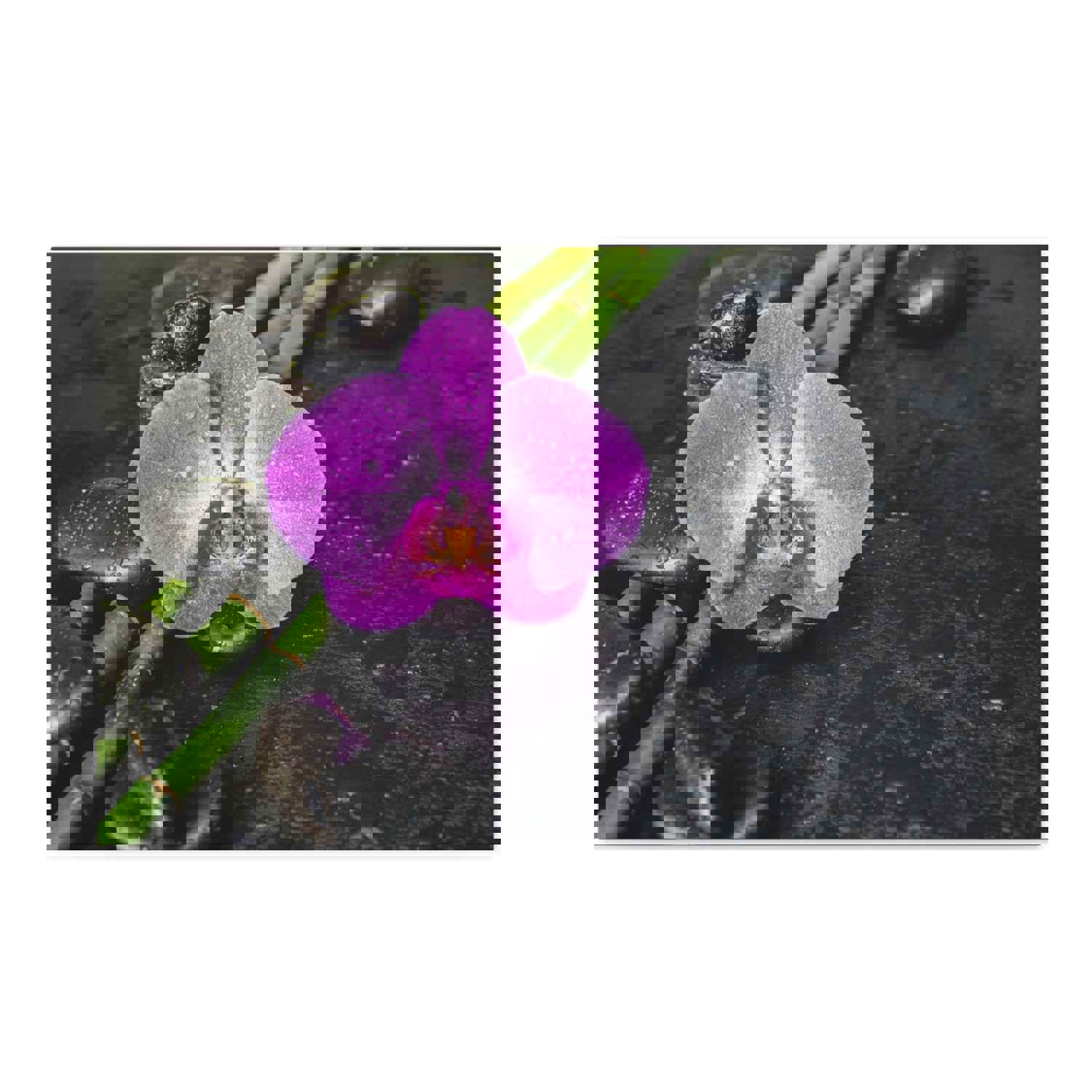 Pink Orchid and Stone Forest Floral Nature Photography Canvas Wall Art