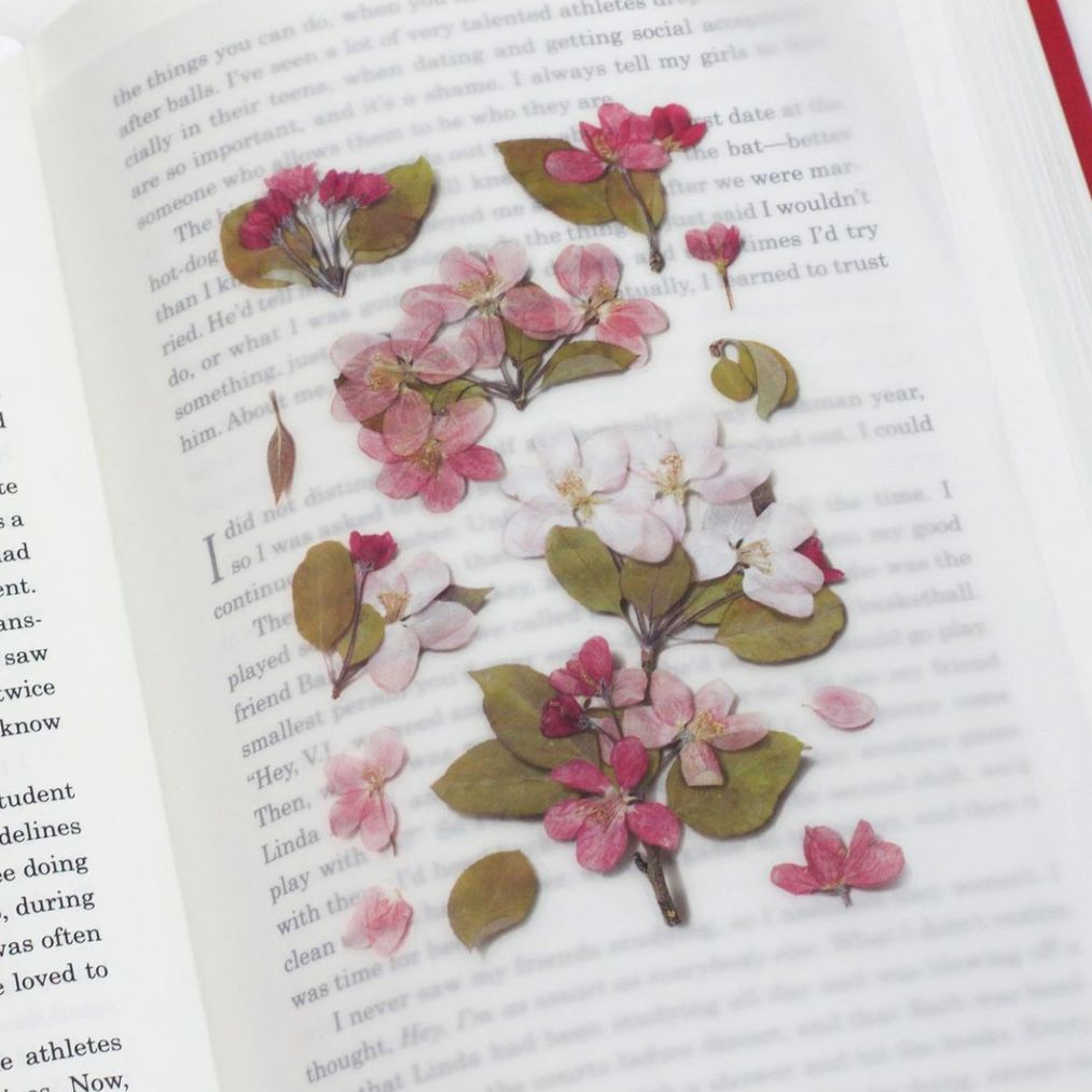 Appree Pressed Flower Stickers - Apple Blossom