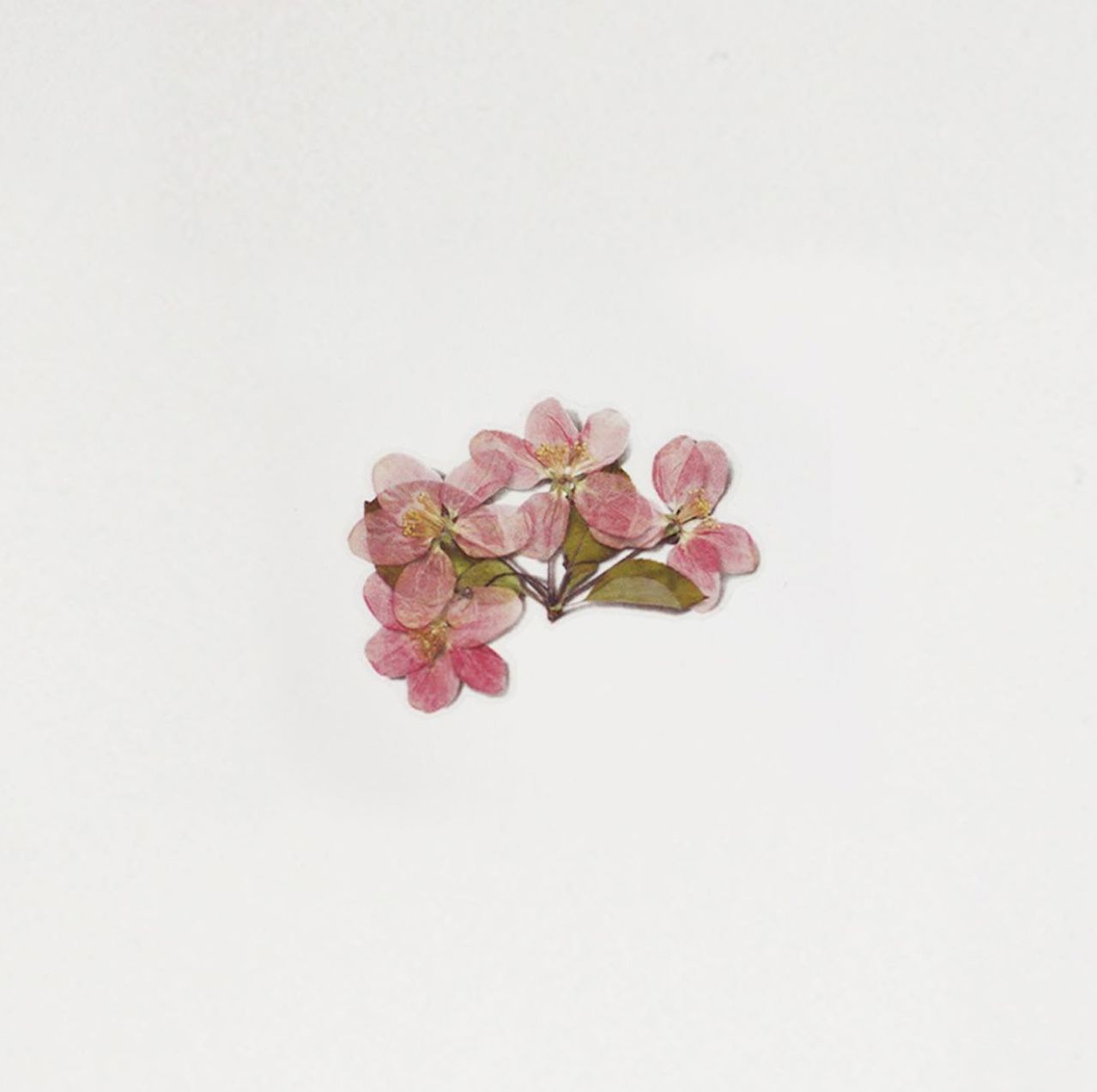 Appree Pressed Flower Stickers - Apple Blossom