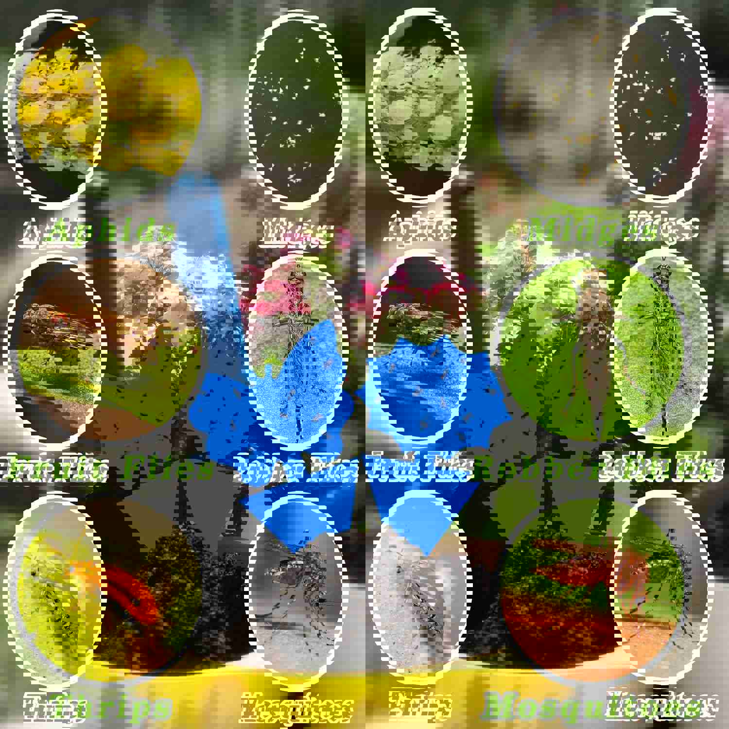 48PCS Fruit Fly Traps Sticky Traps for Indoor Outdoor Kitchen Plants