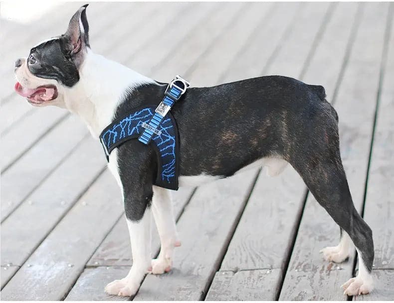 Comfortable Dog Leash & Harness Set for Small and Medium Dogs