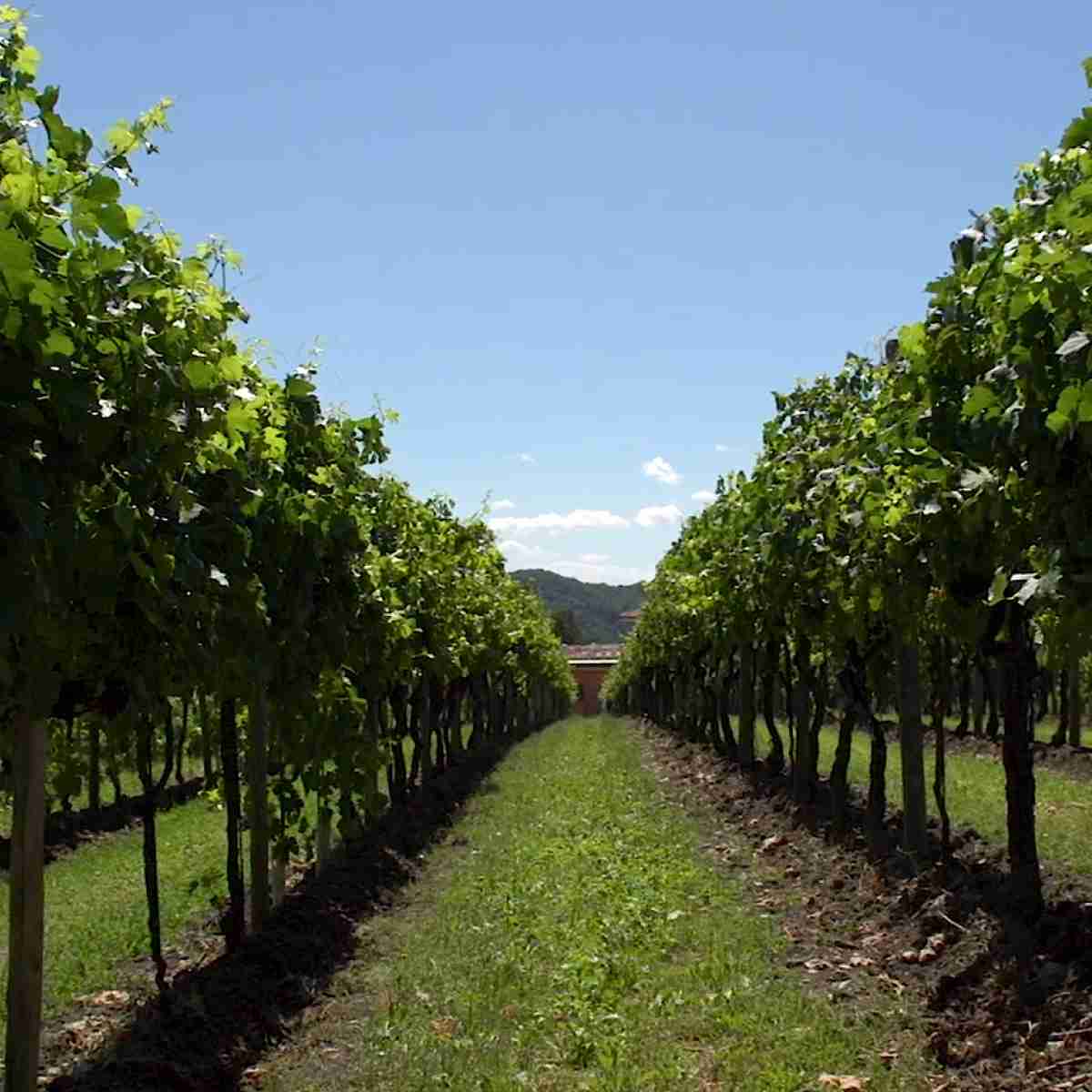 Friuli Italian Wine Dinner at The Tasting Kitchen