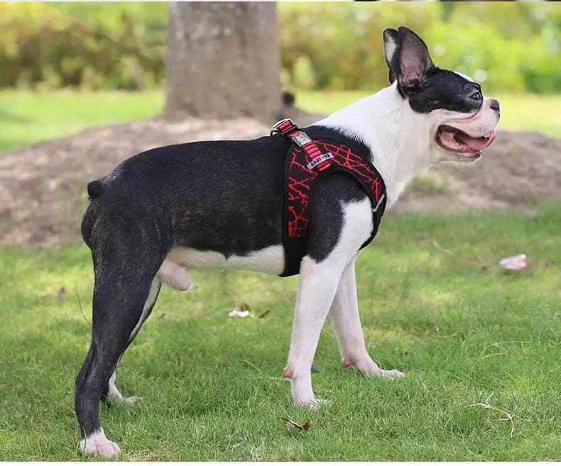 Comfortable Dog Leash & Harness Set for Small and Medium Dogs