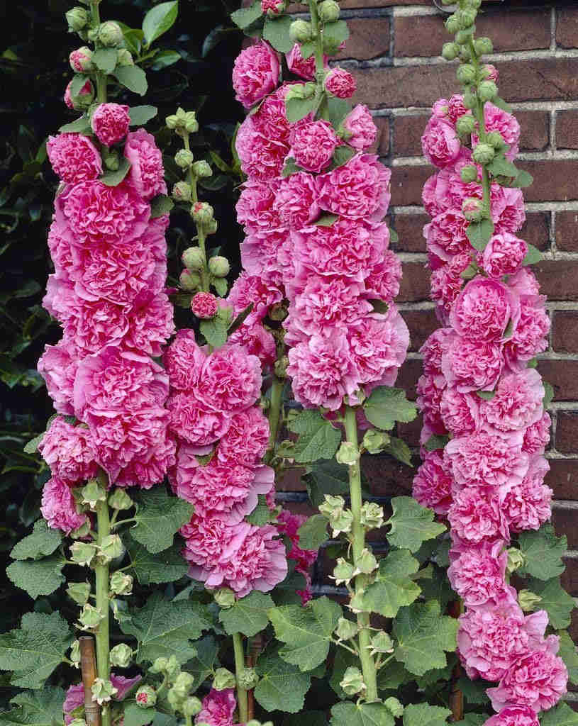25 Chaters Bright Pink Hollyhock Flower Seeds