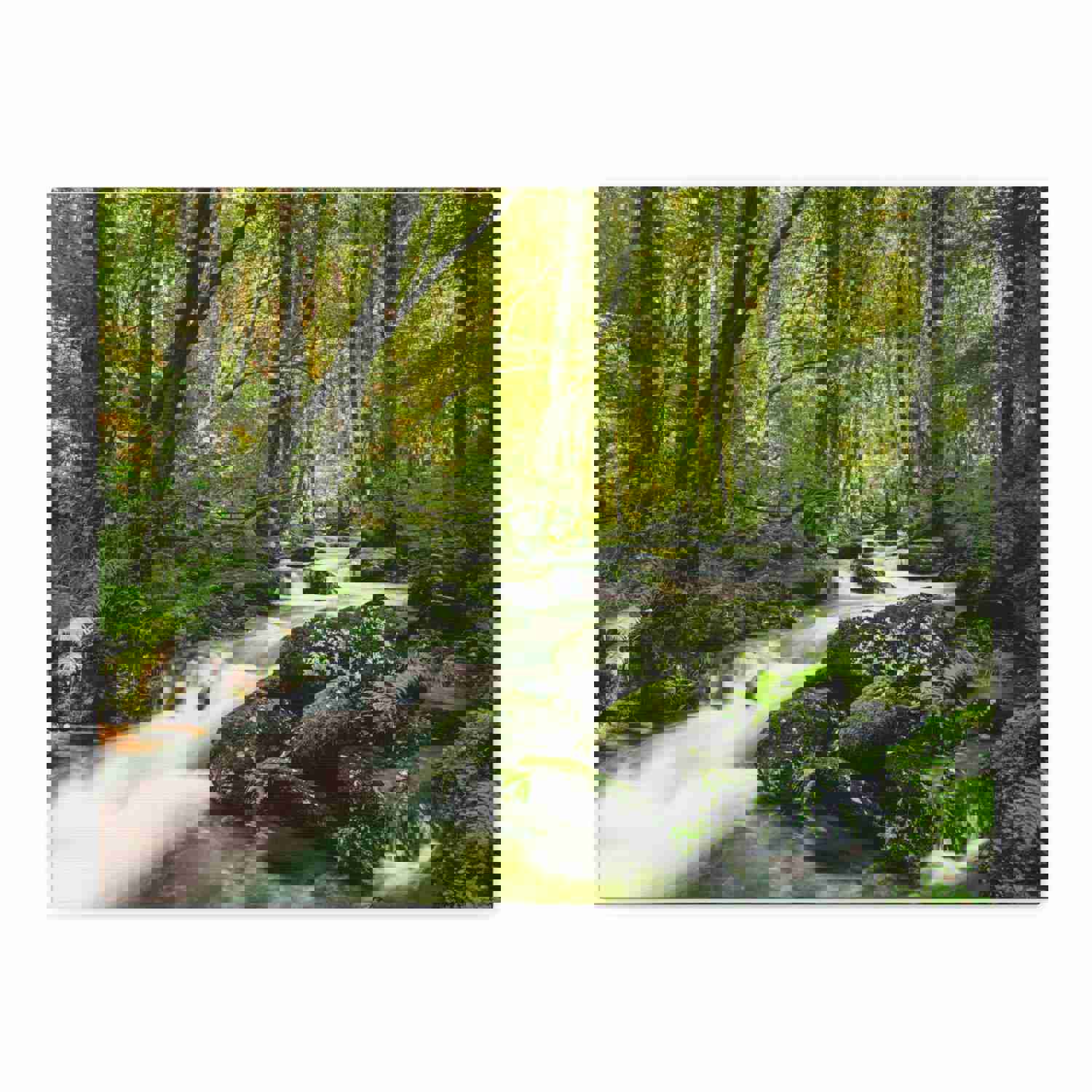 Green Forest River Nature Wilderness Photography Canvas Wall Art for Home Decor